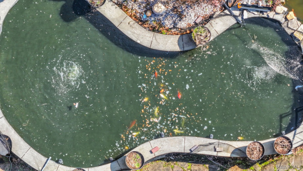 416 Towne Lake Drive