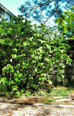 410 Thorn Place
