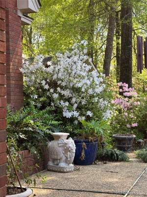 7800 HALCYON FOREST Trail