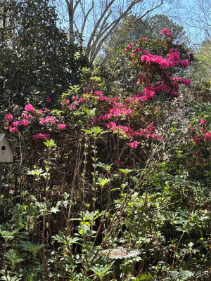 7800 HALCYON FOREST Trail