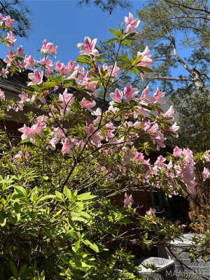 7800 HALCYON FOREST Trail